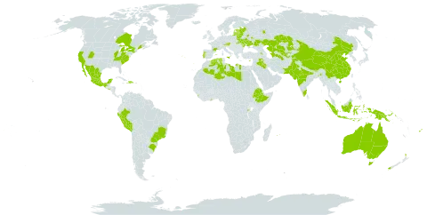 Lathyrus odoratus world distribution map, present in Armenia, Australia, Austria, Azerbaijan, Belarus, Brazil, Bhutan, Canada, China, Cyprus, Dominican Republic, Algeria, Spain, Estonia, Ethiopia, Fiji, France, Ghana, Haiti, Indonesia, India, Iraq, Italy, Kazakhstan, Libya, Sri Lanka, Lithuania, Latvia, Moldova (Republic of), Mexico, Mauritius, Nepal, New Zealand, Pakistan, Peru, Papua New Guinea, Portugal, Réunion, Russian Federation, Rwanda, El Salvador, Tajikistan, Turkmenistan, Ukraine, United States of America, and Uzbekistan