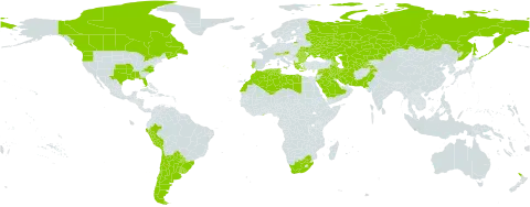 Lathyrus pusillus world distribution map, present in Albania, Argentina, American Samoa, Austria, Azerbaijan, Bulgaria, Brazil, Canada, Switzerland, Chile, Cyprus, Algeria, Spain, France, Ghana, Greece, Iran (Islamic Republic of), Iraq, Israel, Italy, Kazakhstan, Lebanon, Libya, Morocco, Malta, New Zealand, Pakistan, Peru, Portugal, Paraguay, Romania, Russian Federation, Saudi Arabia, Syrian Arab Republic, Tajikistan, Turkmenistan, Tunisia, Ukraine, Uruguay, United States of America, Uzbekistan, and South Africa