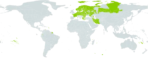 Lathyrus vernus world distribution map, present in Albania, Armenia, Austria, Belgium, Bulgaria, Belarus, Switzerland, Czech Republic, Germany, Denmark, Ecuador, Estonia, Finland, France, Georgia, Greece, Hungary, Iran (Islamic Republic of), Lithuania, Latvia, Moldova (Republic of), Netherlands, Norway, Poland, Romania, Russian Federation, Slovakia, Sweden, and Ukraine