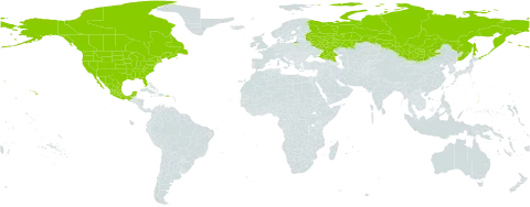 Lathyrus whitei world distribution map, present in Canada, Mexico, Mongolia, Russian Federation, and United States of America