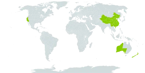 Laurus world distribution map, present in Australia, China, New Zealand, and United States of America