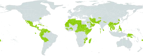 Lawsonia inermis world distribution map, present in Antigua and Barbuda, Benin, Bonaire, Sint Eustatius and Saba, Burkina Faso, Belize, Bolivia (Plurinational State of), Barbados, Central African Republic, China, Cameroon, Colombia, Comoros, Costa Rica, Cuba, Dominica, Dominican Republic, Algeria, Ecuador, Ethiopia, Fiji, Guinea, Guadeloupe, Guatemala, Guam, Guyana, Honduras, Haiti, India, Iran (Islamic Republic of), Jamaica, Kenya, Cambodia, Saint Kitts and Nevis, Lao People's Democratic Republic, Libya, Saint Lucia, Sri Lanka, Morocco, Madagascar, Maldives, Mexico, Myanmar, Northern Mariana Islands, Mozambique, Mauritania, Montserrat, Martinique, Nicaragua, Nepal, Oman, Pakistan, Panama, Peru, Philippines, Papua New Guinea, Puerto Rico, Saudi Arabia, Sudan, Singapore, Somalia, South Sudan, Suriname, Seychelles, Turks and Caicos Islands, Chad, Togo, Thailand, Tajikistan, Trinidad and Tobago, Tunisia, United States of America, Venezuela (Bolivarian Republic of), Viet Nam, and Yemen