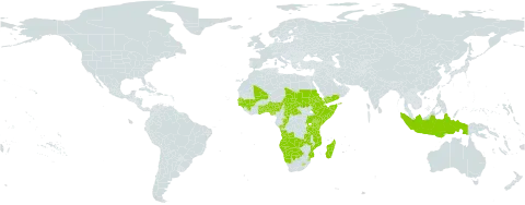Ledebouria world distribution map, present in Angola, Benin, Botswana, Central African Republic, Congo, Eritrea, Ethiopia, Ghana, Guinea, Gambia, Guinea-Bissau, Indonesia, Kenya, Lesotho, Madagascar, Mali, Mozambique, Namibia, Nigeria, Sudan, Senegal, Somalia, eSwatini, Chad, Togo, Tanzania, United Republic of, Uganda, Yemen, and Zambia
