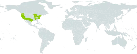 Leontodon taraxacoides world distribution map, present in United States of America