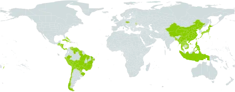 Leonurus japonicus world distribution map, present in Bangladesh, Bahamas, Belize, Bermuda, Bolivia (Plurinational State of), Brazil, Chile, China, Cook Islands, Costa Rica, Cuba, Czech Republic, Dominica, Guatemala, Guyana, Honduras, Haiti, Indonesia, Jamaica, Japan, Lao People's Democratic Republic, Moldova (Republic of), Myanmar, Nicaragua, Nepal, Panama, Peru, Philippines, Puerto Rico, Korea (Democratic People's Republic of), Paraguay, Suriname, Thailand, Tonga, Taiwan, Province of China, Venezuela (Bolivarian Republic of), and Viet Nam