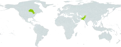 Lepidium aucheri world distribution map, present in Canada and Pakistan