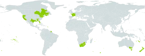 Lepidium coronopus world distribution map, present in Australia, Canada, France, New Zealand, United States of America, and South Africa