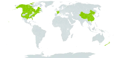 Lepidium densiflorum world distribution map, present in Canada, China, France, New Zealand, and United States of America