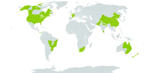 Lepidium virginicum world distribution map, present in Australia, Brazil, Bhutan, Canada, China, France, India, New Zealand, Pakistan, Panama, Philippines, United States of America, and South Africa