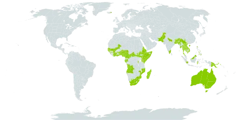 Lepisanthes senegalensis world distribution map, present in Angola, Australia, Burundi, Benin, Bangladesh, Brunei Darussalam, Bhutan, Central African Republic, China, Côte d'Ivoire, Cameroon, Eritrea, Ethiopia, Gabon, Ghana, Guinea, Gambia, Guinea-Bissau, Indonesia, India, Iceland, Kenya, Cambodia, Lao People's Democratic Republic, Sri Lanka, Madagascar, Mali, Myanmar, Mozambique, Malawi, Malaysia, Nigeria, Nepal, Pakistan, Philippines, Papua New Guinea, Rwanda, Senegal, Singapore, Somalia, South Sudan, Togo, Thailand, Tanzania, United Republic of, Uganda, Viet Nam, and South Africa