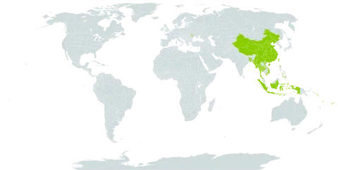 Leptopetalum biflorum world distribution map, present in Bangladesh, China, Cook Islands, Fiji, Indonesia, Moldova (Republic of), Maldives, Myanmar, Nepal, Philippines, Solomon Islands, Thailand, Tonga, Taiwan, Province of China, Viet Nam, Vanuatu, Wallis and Futuna, and Samoa