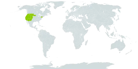 Leptosiphon world distribution map, present in United States of America