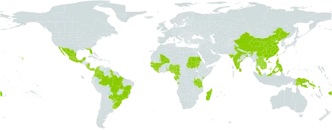 Leptospron adenanthum world distribution map, present in Angola, Bonaire, Sint Eustatius and Saba, Brazil, China, Cameroon, Colombia, Costa Rica, Fiji, Gabon, Guinea, Guinea-Bissau, Guyana, Indonesia, India, Kenya, Cambodia, Lao People's Democratic Republic, Liberia, Sri Lanka, Madagascar, Mexico, Mali, Northern Mariana Islands, Mauritius, Malaysia, Nigeria, Nicaragua, Panama, Philippines, Papua New Guinea, Paraguay, Réunion, Sudan, Senegal, Solomon Islands, Sierra Leone, Seychelles, Togo, Thailand, Taiwan, Province of China, Tanzania, United Republic of, Uruguay, United States of America, and Viet Nam