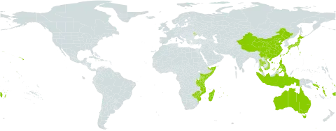 Lepturus world distribution map, present in Andorra, Australia, China, Cook Islands, Comoros, Fiji, Indonesia, Japan, Kenya, Moldova (Republic of), Madagascar, Mozambique, Mauritius, Norfolk Island, Nauru, Pitcairn, Philippines, Réunion, Solomon Islands, Somalia, Seychelles, Thailand, Tokelau, Tonga, Tuvalu, Taiwan, Province of China, Tanzania, United Republic of, United States of America, Viet Nam, Vanuatu, Wallis and Futuna, Samoa, and Zimbabwe
