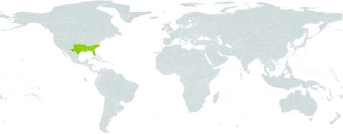 Lepuropetalon world distribution map, present in United States of America