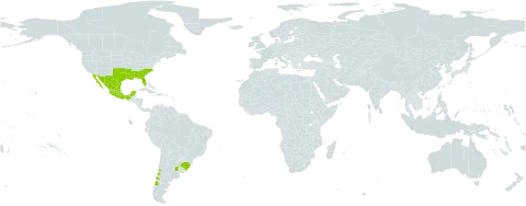 Lepuropetalon spathulatum world distribution map, present in Argentina, Brazil, Chile, Mexico, Uruguay, and United States of America
