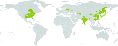 Lespedeza bicolor world distribution map, present in Belarus, Canada, China, Estonia, India, Japan, Korea (Republic of), Lithuania, Moldova (Republic of), Mongolia, Russian Federation, Taiwan, Province of China, United States of America, and Uzbekistan