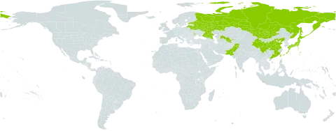 Lespedeza floribunda world distribution map, present in Belarus, China, Estonia, India, Japan, Lithuania, Moldova (Republic of), Mongolia, Pakistan, Russian Federation, Taiwan, Province of China, and Uzbekistan