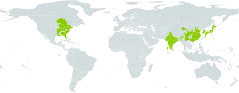 Lespedeza thunbergii world distribution map, present in Canada, China, Hong Kong, India, Japan, Korea (Republic of), and United States of America