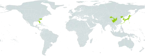 Lespedeza virgata world distribution map, present in China, Japan, Korea (Republic of), Taiwan, Province of China, and United States of America
