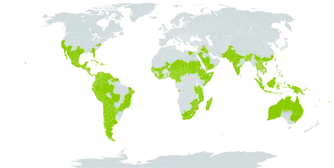 Leucaena leucocephala world distribution map, present in Angola, Argentina, American Samoa, Australia, Burundi, Bangladesh, Bahamas, Belize, Bermuda, Bolivia (Plurinational State of), Brazil, Barbados, Bhutan, Chile, China, Côte d'Ivoire, Cameroon, Colombia, Comoros, Cabo Verde, Costa Rica, Cuba, Cayman Islands, Cyprus, Djibouti, Dominican Republic, Ecuador, Egypt, Ethiopia, Fiji, Guernsey, Ghana, Guinea, Guadeloupe, Guinea-Bissau, Equatorial Guinea, Grenada, Guatemala, French Guiana, Guam, Guyana, Honduras, Haiti, Indonesia, India, Iraq, Jamaica, Kenya, Cambodia, Lao People's Democratic Republic, Lebanon, Liberia, Sri Lanka, Madagascar, Maldives, Mexico, Mali, Mozambique, Mauritius, Malawi, Malaysia, Niger, Nigeria, Nicaragua, Nepal, Pakistan, Panama, Peru, Philippines, Papua New Guinea, Puerto Rico, Portugal, Paraguay, Réunion, Saudi Arabia, Sudan, Senegal, Singapore, Sierra Leone, El Salvador, Somalia, Suriname, Seychelles, Chad, Togo, Thailand, Trinidad and Tobago, Taiwan, Province of China, Tanzania, United Republic of, Uganda, United States of America, Venezuela (Bolivarian Republic of), Viet Nam, Vanuatu, Yemen, South Africa, and Zimbabwe