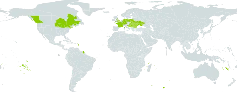 Leucanthemella serotina world distribution map, present in Bulgaria, Bosnia and Herzegovina, Canada, Switzerland, Germany, France, United Kingdom of Great Britain and Northern Ireland, Croatia, Hungary, Liechtenstein, Moldova (Republic of), Poland, Romania, Serbia, Slovakia, Ukraine, and United States of America