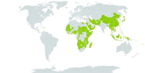 Leucas world distribution map, present in Afghanistan, Angola, Andorra, Benin, Burkina Faso, Bangladesh, Botswana, Central African Republic, China, Congo, Cook Islands, Comoros, Costa Rica, Djibouti, Dominica, Egypt, Eritrea, Ethiopia, Fiji, Ghana, Guinea, Gambia, Guinea-Bissau, Haiti, Indonesia, Iran (Islamic Republic of), Japan, Kenya, Lao People's Democratic Republic, Liberia, Moldova (Republic of), Madagascar, Maldives, Mali, Myanmar, Mozambique, Mauritania, Mauritius, Namibia, Nigeria, Nepal, Oman, Pakistan, Philippines, Rwanda, Saudi Arabia, Sudan, Senegal, Singapore, Solomon Islands, Sierra Leone, Somalia, eSwatini, Seychelles, Chad, Togo, Thailand, Tonga, Taiwan, Province of China, Tanzania, United Republic of, Uganda, United States of America, Viet Nam, Wallis and Futuna, Samoa, Yemen, Zambia, and Zimbabwe