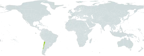 Leucheria tomentosa world distribution map, present in Chile