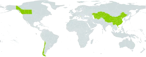 Leymus angustus world distribution map, present in Canada, Chile, China, Kazakhstan, Kyrgyzstan, Montenegro, Turkmenistan, and Uzbekistan