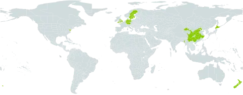 Ligularia dentata subsp. dentata world distribution map, present in China, Germany, United Kingdom of Great Britain and Northern Ireland, Japan, Myanmar, New Zealand, Sweden, and United States of America