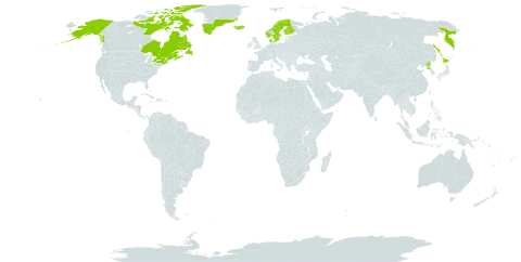 Ligusticum scoticum world distribution map, present in Canada, Denmark, Finland, France, United Kingdom of Great Britain and Northern Ireland, Greenland, Iceland, Japan, Norway, Korea (Democratic People's Republic of), Russian Federation, Saint Pierre and Miquelon, Sweden, and United States of America