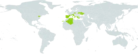 Lilium candidum world distribution map, present in Albania, Czech Republic, Algeria, Spain, France, Greece, Italy, Palau, Portugal, Turks and Caicos Islands, Tunisia, Ukraine, and United States of America