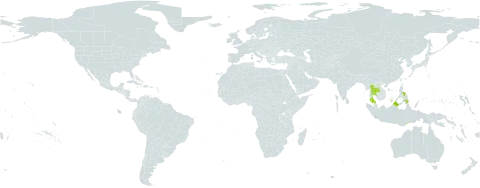 Limacia blumei world distribution map, present in Indonesia, Malaysia, Philippines, Thailand, and Timor-Leste