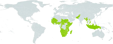 Limnophyton world distribution map, present in Angola, Benin, Burkina Faso, Bangladesh, Botswana, Central African Republic, Congo, Cabo Verde, Ethiopia, Ghana, Guinea, Gambia, Guinea-Bissau, Indonesia, Kenya, Liberia, Madagascar, Mali, Myanmar, Mozambique, Mauritania, Malaysia, Namibia, Nigeria, Pakistan, Rwanda, Sudan, Senegal, Sierra Leone, Somalia, Chad, Togo, Timor-Leste, Tanzania, United Republic of, Uganda, Viet Nam, South Africa, Zambia, and Zimbabwe