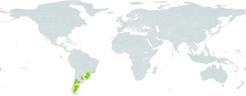 Limonium brasiliense world distribution map, present in Argentina, Brazil, and Uruguay