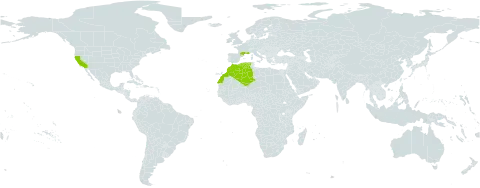 Limonium ramosissimum world distribution map, present in Algeria, France, Morocco, and United States of America