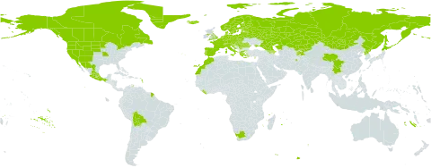 Limosella aquatica world distribution map, present in Afghanistan, Anguilla, Armenia, Austria, Azerbaijan, Belgium, Belarus, Bolivia (Plurinational State of), Canada, Switzerland, China, Cyprus, Czech Republic, Germany, Denmark, Spain, Estonia, Finland, France, United Kingdom of Great Britain and Northern Ireland, Georgia, Greece, Greenland, Croatia, Hungary, Iceland, Italy, Japan, Kazakhstan, Kyrgyzstan, Liberia, Lithuania, Luxembourg, Latvia, Morocco, Mexico, Mongolia, Netherlands, Norway, Poland, Korea (Democratic People's Republic of), Portugal, Romania, Russian Federation, Serbia, Slovakia, Slovenia, Sweden, Tajikistan, Ukraine, United States of America, and South Africa
