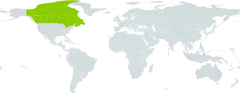 Linaria accitensis world distribution map, present in Canada