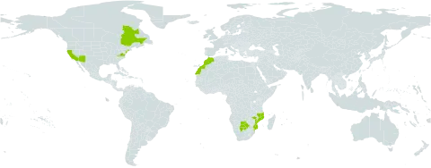 Linaria bipartita world distribution map, present in Botswana, Canada, Morocco, Mozambique, and United States of America