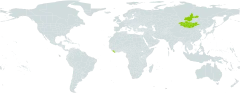Linaria buriatica world distribution map, present in Liberia, Mongolia, and Russian Federation