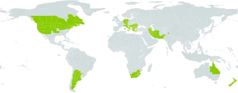 Linaria dalmatica world distribution map, present in Albania, Argentina, Armenia, Australia, Azerbaijan, Bulgaria, Bosnia and Herzegovina, Canada, Germany, Greece, Croatia, India, Iran (Islamic Republic of), Italy, North Macedonia, Montenegro, New Zealand, Pakistan, Romania, Serbia, United States of America, and South Africa