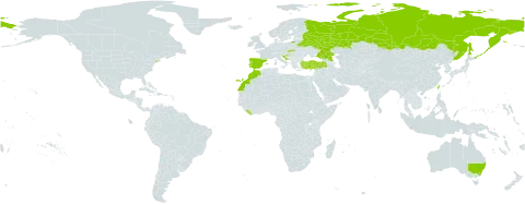 Linaria incarnata world distribution map, present in Australia, Belarus, Spain, Croatia, Liberia, Morocco, Portugal, Russian Federation, Slovakia, Turkey, Taiwan, Province of China, and United States of America