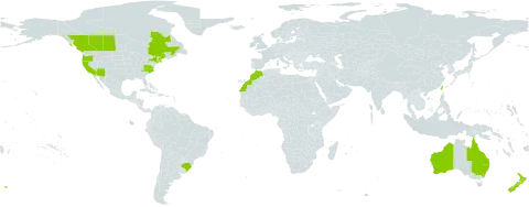 Linaria maroccana world distribution map, present in Australia, Brazil, Canada, Morocco, New Zealand, Portugal, Taiwan, Province of China, and United States of America