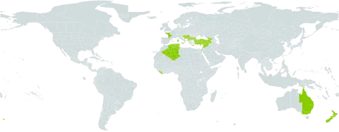 Linaria pelisseriana world distribution map, present in Albania, Australia, Bulgaria, Bosnia and Herzegovina, Cyprus, Algeria, Spain, France, Georgia, Greece, Croatia, Israel, Italy, Lebanon, Liberia, North Macedonia, Montenegro, New Zealand, Serbia, Syrian Arab Republic, Tunisia, and Turkey