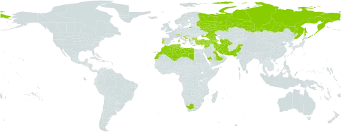 Linaria simplex world distribution map, present in Afghanistan, Albania, Armenia, Azerbaijan, Bulgaria, Switzerland, Cyprus, Algeria, Spain, France, Georgia, Greece, Croatia, Iran (Islamic Republic of), Italy, Kuwait, Lebanon, Libya, Morocco, Pakistan, Portugal, Russian Federation, Saudi Arabia, Syrian Arab Republic, Turkmenistan, Tunisia, Turkey, Ukraine, and South Africa