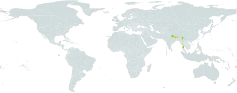 Lindera neesiana world distribution map, present in Bhutan, China, India, Myanmar, and Nepal