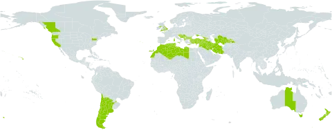 Linum bienne world distribution map, present in Albania, Andorra, Argentina, Australia, Bulgaria, Bosnia and Herzegovina, Canada, Chile, Cyprus, Algeria, Spain, France, United Kingdom of Great Britain and Northern Ireland, Georgia, Gibraltar, Greece, Croatia, Iran (Islamic Republic of), Iraq, Israel, Italy, Lebanon, Libya, Morocco, North Macedonia, Malta, Montenegro, New Zealand, Portugal, Serbia, Slovenia, Syrian Arab Republic, Tajikistan, Turkmenistan, Tunisia, Turkey, Ukraine, United States of America, and Uzbekistan