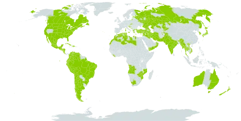Linum usitatissimum world distribution map, present in Afghanistan, Angola, Andorra, Argentina, Australia, Azerbaijan, Bosnia and Herzegovina, Bolivia (Plurinational State of), Brazil, Canada, Chile, China, Colombia, Costa Rica, Cuba, Cyprus, Dominican Republic, Algeria, Ecuador, Spain, Estonia, France, Georgia, Greece, Guatemala, Honduras, Croatia, Haiti, India, Iran (Islamic Republic of), Iraq, Italy, Japan, Kazakhstan, Kyrgyzstan, Korea (Republic of), Lebanon, Liberia, Libya, Morocco, Mexico, North Macedonia, Myanmar, Montenegro, Mozambique, Nicaragua, Nepal, New Zealand, Oman, Pakistan, Peru, Portugal, Russian Federation, Saudi Arabia, El Salvador, Serbia, Slovakia, Slovenia, Syrian Arab Republic, Thailand, Tunisia, Turkey, United States of America, Venezuela (Bolivarian Republic of), Viet Nam, Yemen, South Africa, and Zimbabwe