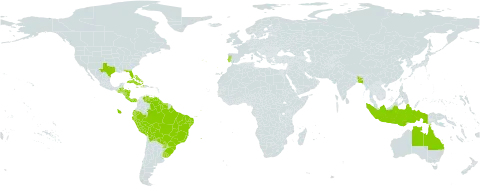 Lippia alba world distribution map, present in Andorra, Australia, Bangladesh, Bahamas, Belize, Bolivia (Plurinational State of), Brazil, Costa Rica, Cuba, Cayman Islands, Dominica, Ecuador, Guatemala, Guyana, Honduras, Haiti, Indonesia, Jamaica, Nicaragua, Panama, Peru, Puerto Rico, Portugal, Paraguay, Suriname, Uruguay, United States of America, and Venezuela (Bolivarian Republic of)