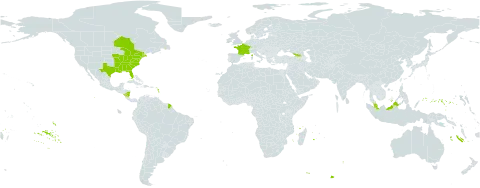Liriodendron tulipifera world distribution map, present in Åland Islands, Canada, France, Micronesia (Federated States of), Georgia, Malaysia, Nicaragua, and United States of America